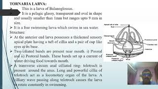 Tornaria Larva and Metamorphosis [upl. by Serra]