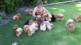 Pomeranians very HAPPY to see mom when she came back  Anjula Pomeranians Toypoms [upl. by Mairem]