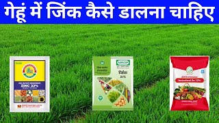 गेहूं में जिंक कैसे डालना चाहिएगेहूं में जिंक कब डालेंगेहूं में जिंक डालने का सही तरीकाGehu Zinc [upl. by Kampmeier]