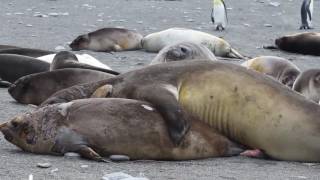 Elephant Seals Fighting and stuff [upl. by Siravrat]