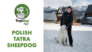 Polish Tatra Sheepdog  king of Polish dogs [upl. by Ime]