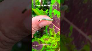 Coxcomb Flowers plant monsoon care ytshorts [upl. by Asselim]