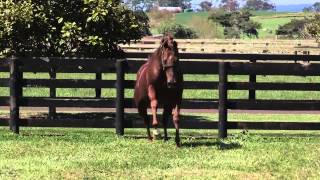 Red Giant Worlds Fastest Horse over 2000m [upl. by Chamberlin]