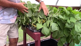 Hydroponic Green Beans in a Kitchen Sink [upl. by Martijn]