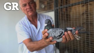 ¿Cómo adiestran a las palomas mensajeras [upl. by Naldo]