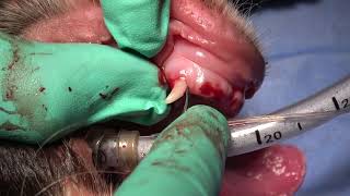 The Best Veterinary Dentistry Guide for Deciduous Canine Extraction in a Dog [upl. by Kikelia]