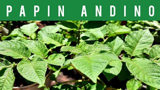 ⚪CULTIVANDO PAPINES ANDINOSHUERTA ORGÁNICA en CASA PLANTAS COMESTIBLES ANDEAN POTATOES🥔 2021 [upl. by Eirrot]