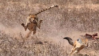 Teaser  Cheetah vs Jackal [upl. by Annawak]