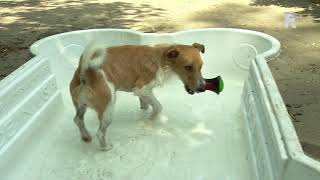 Verkoeling en waterpret voor Dordtse asielhonden [upl. by Anelem411]