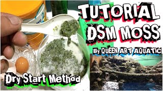 Tutorial Dry Start Method DSM Moss Riccardia Fissident Us Weeping Flame Crhismas Aquascape Waterfall [upl. by Emerald]