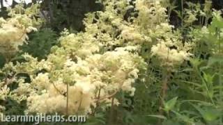 Meadowsweet herb Filipendula ulmaria [upl. by Halimak]