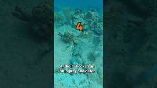 5 Shocking Facts About Electric Eels ⚡🐟 [upl. by Aruon393]