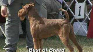 The 2007 Irish Terrier Club of America National Specialty [upl. by Dellora]