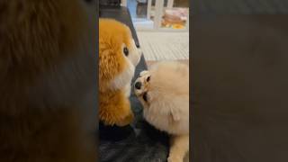 Showing my puppy a dog stuffed animal GONE WRONG [upl. by Eevets]