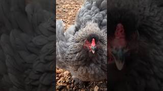 Kogelvis of kip 🧐🤔😝🤣😂viral hen hens bird birds birdslover chick chicks chicken mother [upl. by Seuqram106]