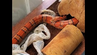 Corn Snake Shedding Skin [upl. by Ahael656]