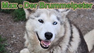 Max  Der Brummelpeter  Unser Husky Rudel wird vorgestellt  Husky Hof  Nature Trails [upl. by Ardnoet464]