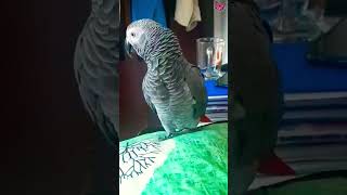 Pappam Kazhicho Talking African Grey Parrot Chinnu ❤ Amazing TalkingParrot africangrey [upl. by Ayatnohs985]