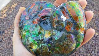 Ammonite Intercalare Canada fossil [upl. by Lynnell44]