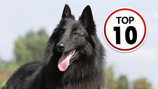 10 Belgian Sheepdog Facts You Didnt Know [upl. by Hanson210]