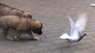 Leonberger pups meet pigeon  Duif op bezoek bij pups [upl. by Nivled]