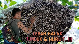 Cara Hipnotis Lebah Gal4k Tunduk dan Jinak Sama Kita Ribuan Tawon Liar Pasrah di Panen Madunya [upl. by Ludmilla332]