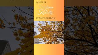 Ipês floridos haicai helenakolody poemas [upl. by Becket]