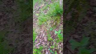 Colorful Spring Trail Pt 2 of 2 hikingadventures outdoors hiking [upl. by Tibbetts318]