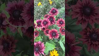 Cherry Brandy Rudbeckia Cut Flowers [upl. by Louth]