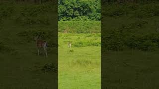 Fallow Deer Wildlife Wonders deer [upl. by Annorah593]