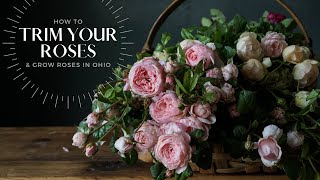 How to Trim Your Roses  Our Secrets for Growing Roses in Ohio Zone 5b [upl. by Partan]