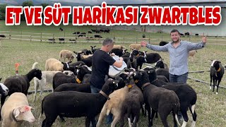 ZWARTBLES KOYUNU HOLLANDA İNEĞİ GİBİ HEM SÜT HEM KUZU VERİYOR [upl. by Sherborn]