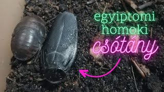 Egyiptomi homoki csótány Polyphaga aegyptiaca tartása [upl. by Elleryt]