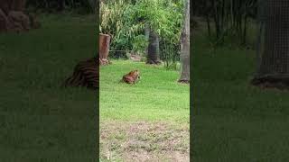 Dangerous Sumatra Tiger eating an Iguana [upl. by Brebner]