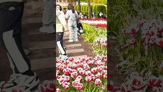 Keukenhof gardenslisse amsterdam keukenhof netherlands [upl. by Eilojne509]