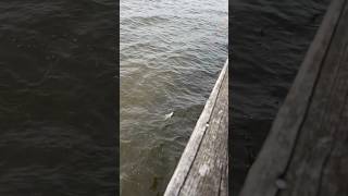 shorts Fairhope Alabama pier [upl. by Gardol820]