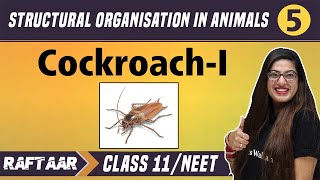 Structural Organization in Animals 05  CockroachI   Class 11NEET  RAFTAAR [upl. by Tabbie3]