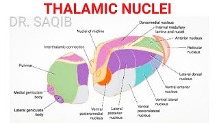 Thalamic Nuclei [upl. by Alih]