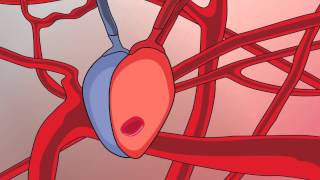 Video 13 Circulatory System and Respiratory Support [upl. by Davide89]