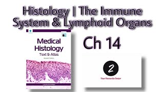 The Immune System amp Lymphoid Organs  Chapter 14  Histology  Laiq Hussain  Markings [upl. by Ydisac677]