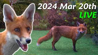 Foxes Live  2024 March 20th [upl. by Zanas955]