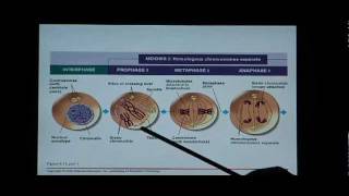 Biology Help Biology 123 Chapter 8 Mitosis and Meiosis [upl. by Aryc748]