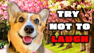 Best Talking Dog Videos October 2023 [upl. by Annovy]