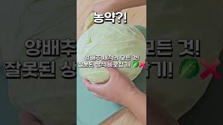 양배추 세척의 모든 것 잘못된 상식 바로잡기 🥬❌ [upl. by Nylaret816]