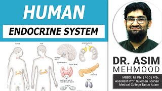 Endocrinology  Introduction to Human Endocrine System  Hindi  Urdu [upl. by Enaj]