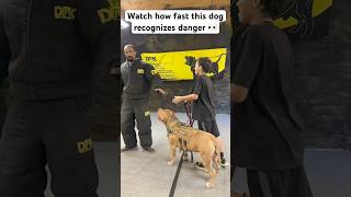 This dog recognized trouble and reacted accordingly Incredible speed shorts dog dogtraining [upl. by Biles448]