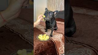 ASMR Dog Eating Crispy Chips 🥰🫶 asmr animalshorts chips crunchy [upl. by Nilauqcaj]