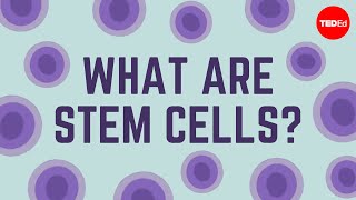 What are stem cells  Craig A Kohn [upl. by Ennoval]