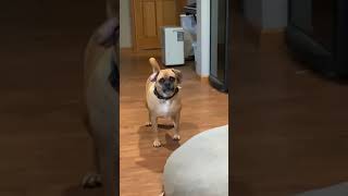 Teaching my dog to talk  Funny howling Puggle [upl. by Ittak]