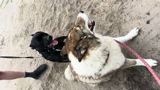 Boris uit Roemenië Roemenië stoeien met klein hondje [upl. by Suruat]